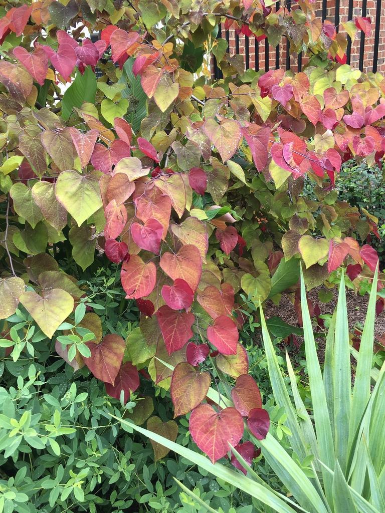 Cercis Canadensis Flame Thrower Single Stem - View 12 from www redcrocus com