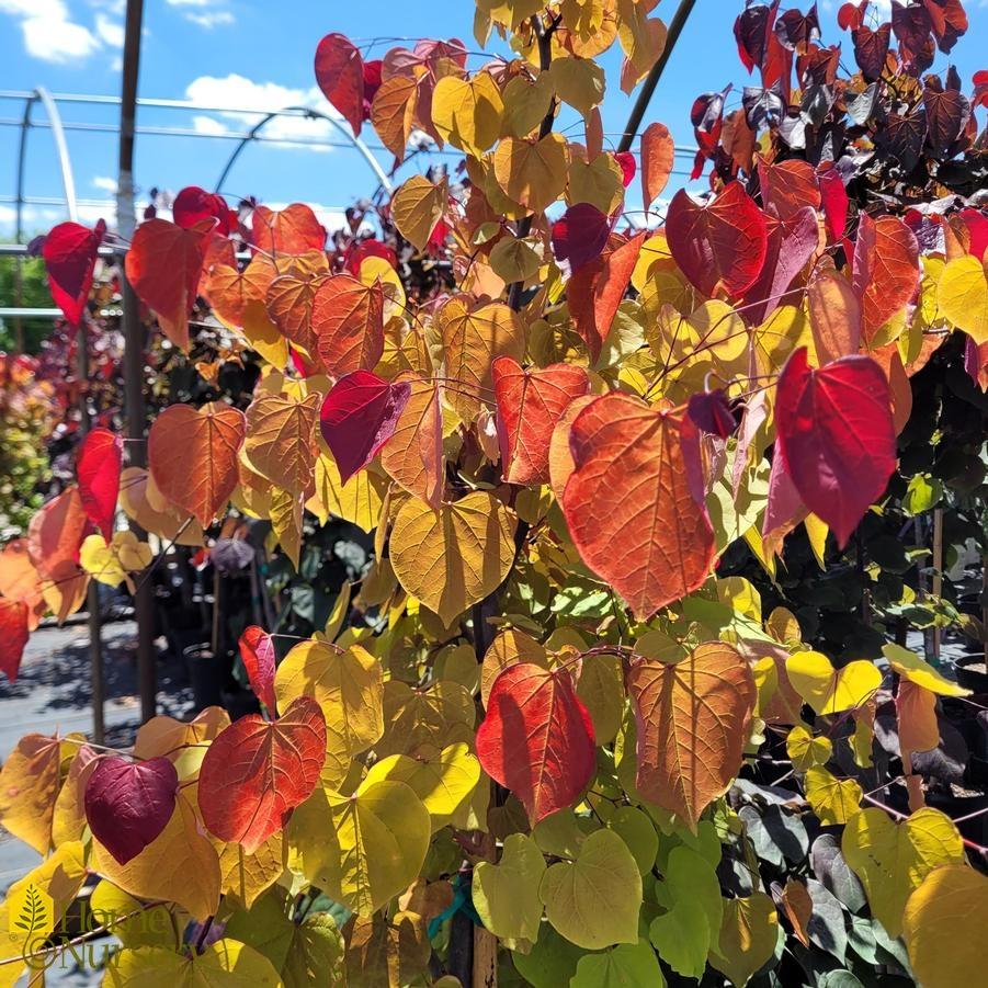 Cercis Canadensis Flame Thrower Single Stem - View 13 from www redcrocus com