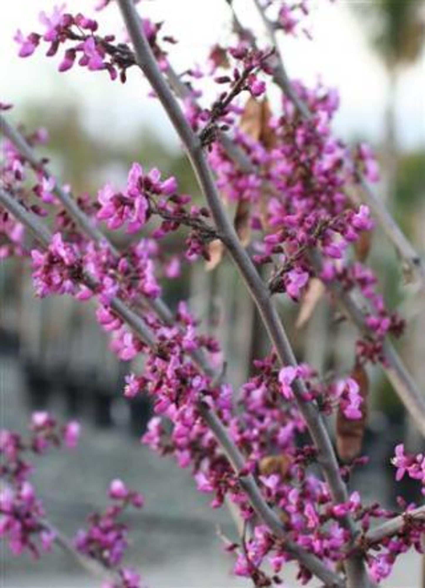 Cercis Canadensis Flame Thrower Single Stem - View 14 from www redcrocus com