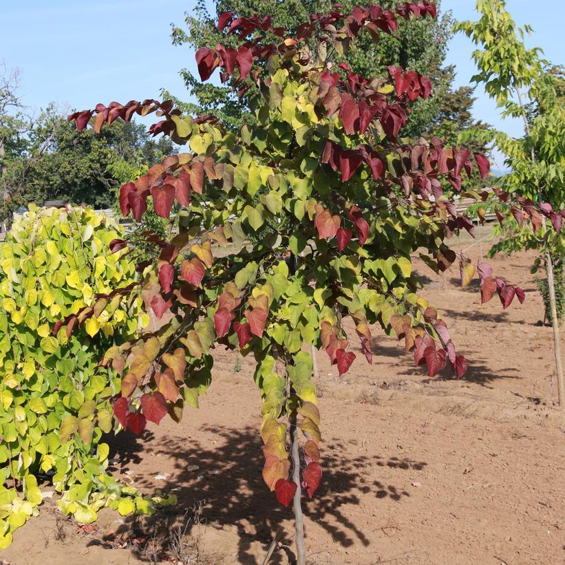 Cercis Canadensis Flame Thrower Single Stem - View 15 from www redcrocus com
