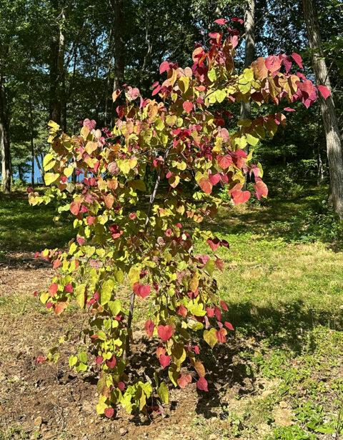 Cercis Canadensis Flame Thrower Single Stem - View 16 from www redcrocus com