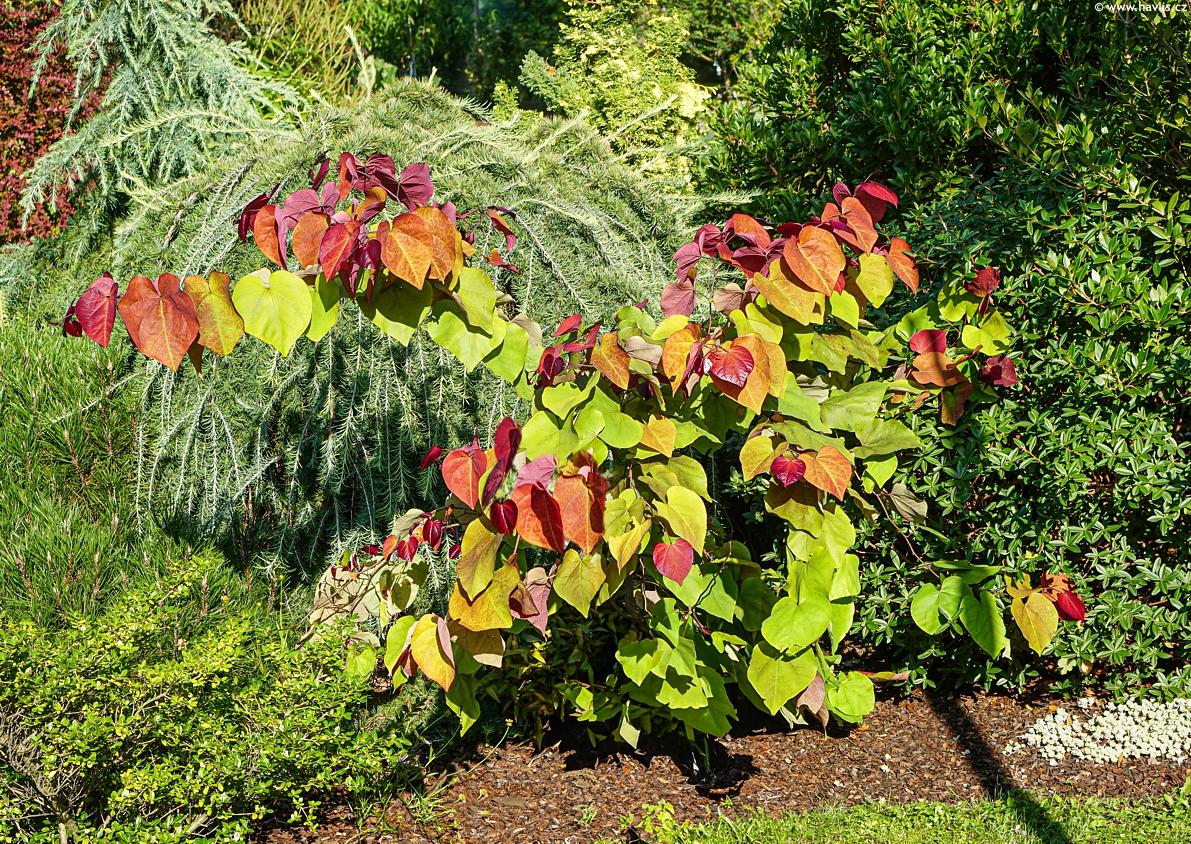 Cercis Canadensis Flame Thrower Single Stem - View 17 from www redcrocus com