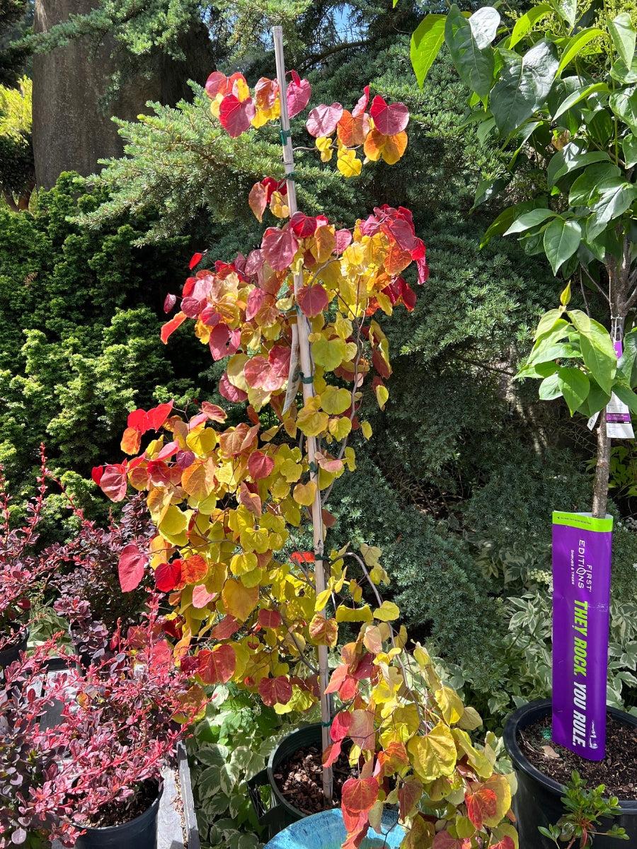 Cercis Canadensis Flame Thrower Single Stem - View 19 from www redcrocus com