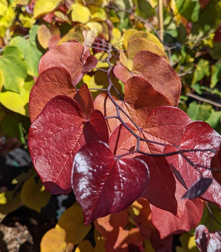 Cercis Canadensis Flame Thrower Single Stem - View 20 from www redcrocus com