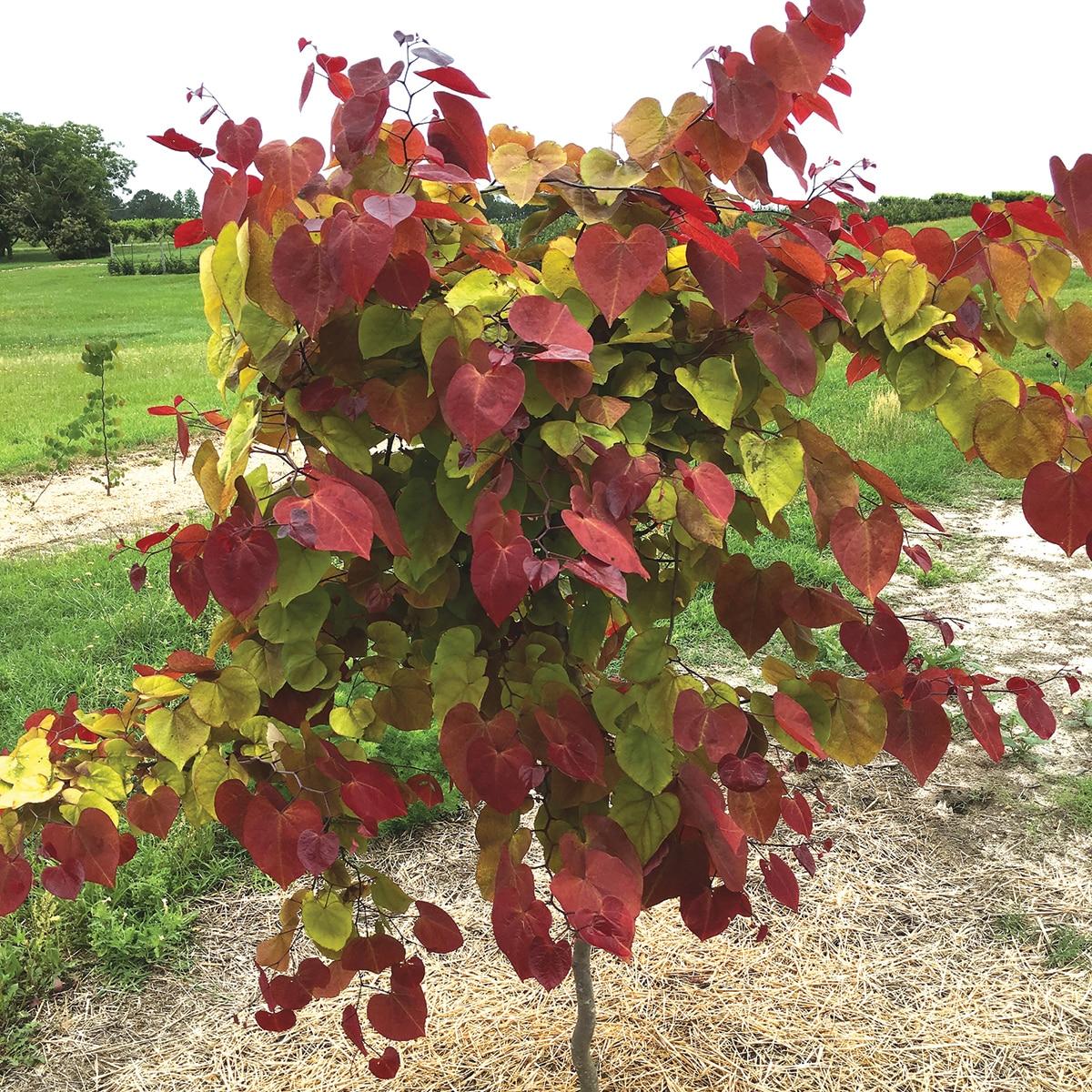 Cercis Canadensis Flame Thrower Single Stem - View 2 from www redcrocus com