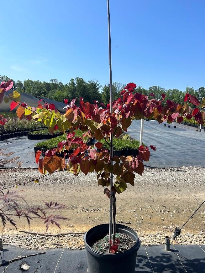 Cercis Canadensis Flame Thrower Single Stem - View 3 from www redcrocus com