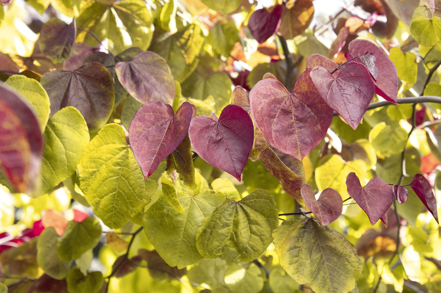 Cercis Canadensis Flame Thrower Single Stem - View 5 from www redcrocus com