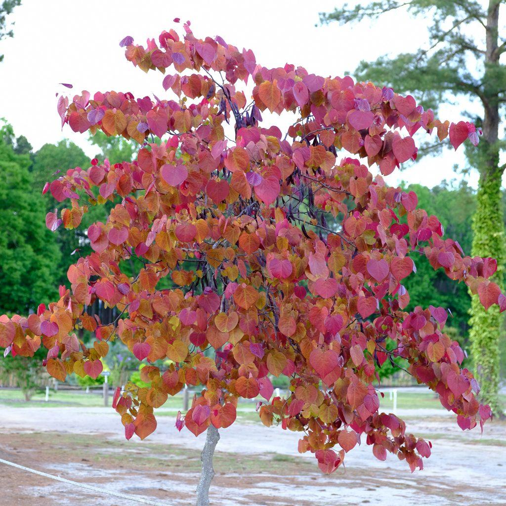Cercis Canadensis Flame Thrower Single Stem - View 6 from www redcrocus com