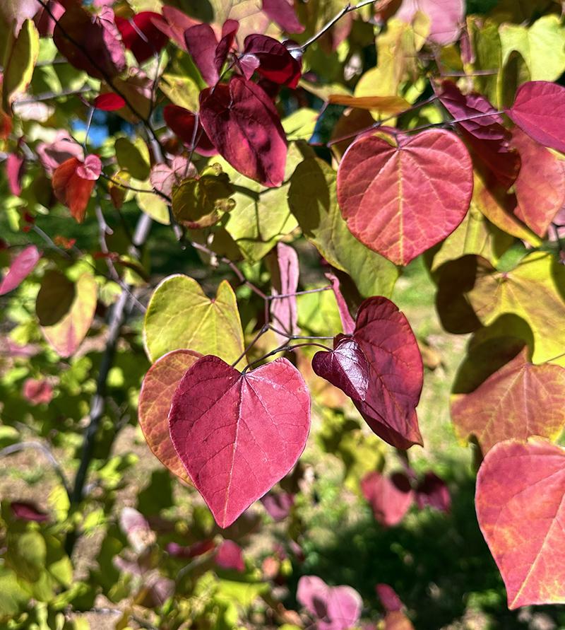 Cercis Canadensis Flame Thrower Single Stem - View 7 from www redcrocus com