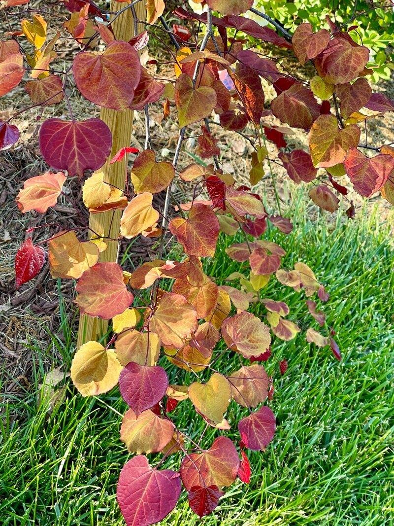 Cercis Canadensis Flame Thrower Single Stem - View 9 from www redcrocus com
