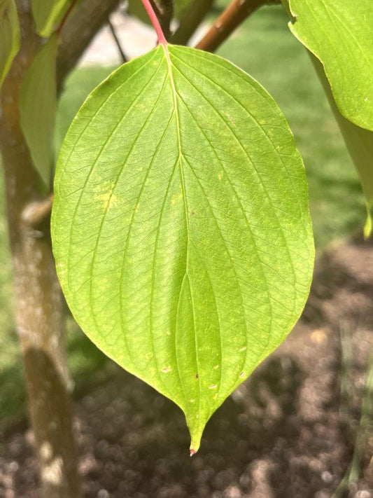 Cornus Controversa 'june Snow' Single Stem - View 10 from www redcrocus com