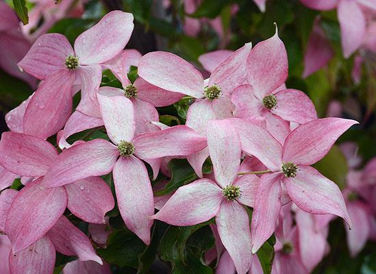 Cornus Kousa Scarlet Fire Single Stem - View 11 from www redcrocus com