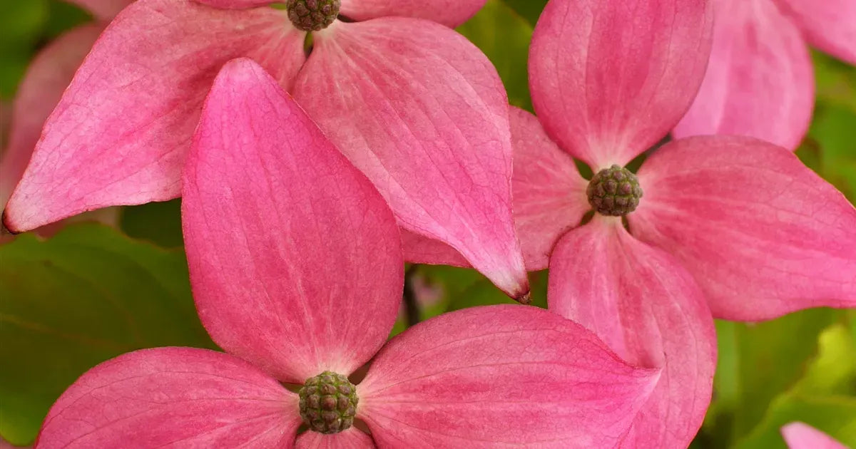 Cornus Kousa Scarlet Fire Single Stem - View 11 from www redcrocus com