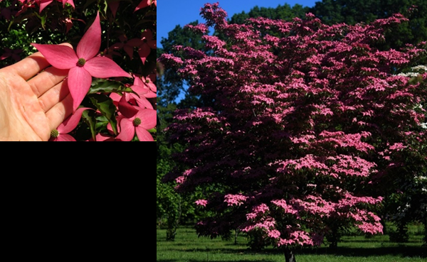 Cornus Kousa Scarlet Fire Single Stem - View 12 from www redcrocus com
