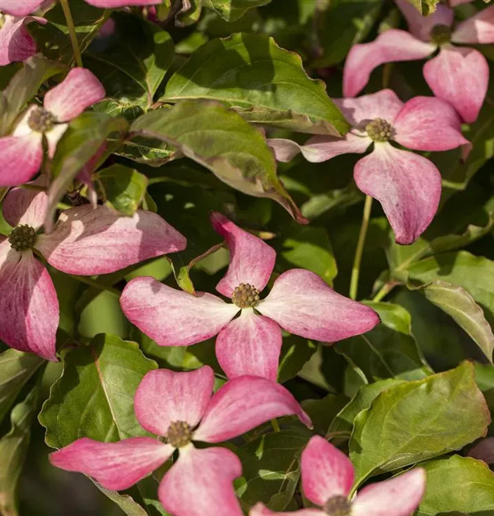 Cornus Kousa Scarlet Fire Single Stem - View 15 from www redcrocus com