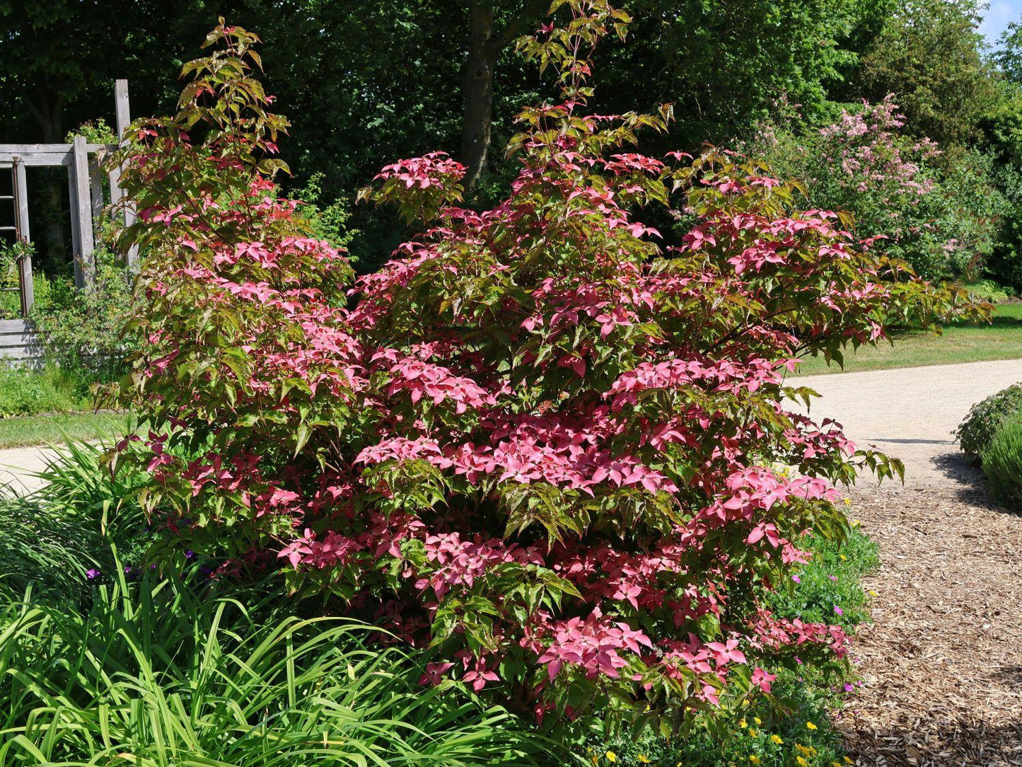 Cornus Kousa Scarlet Fire Single Stem - View 17 from www redcrocus com