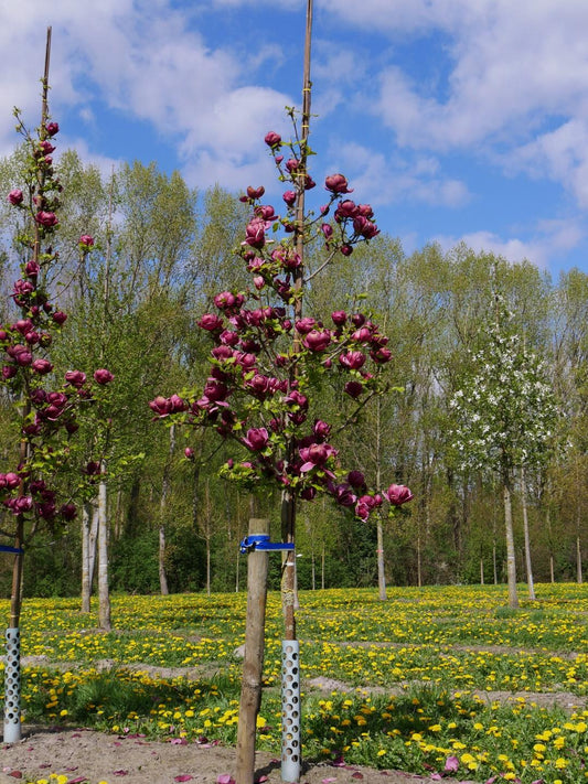 Magnolia Genie Single Stem - View 10 from www redcrocus com