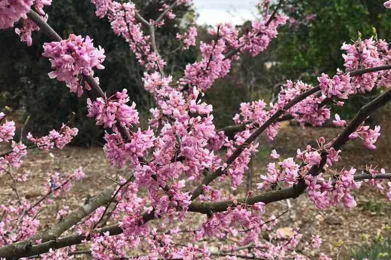 Cercis Canadensis Alley Cat Single Stem - View 12 from www redcrocus com
