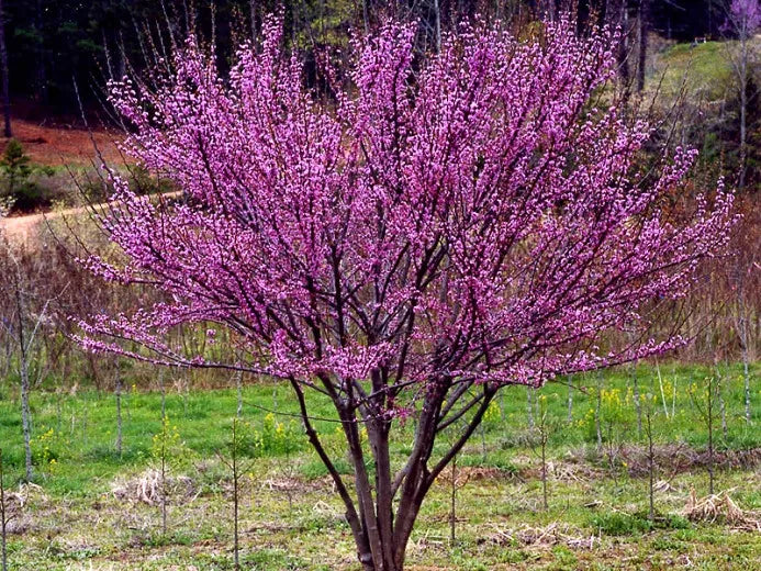 Cercis Canadensis Alley Cat Single Stem - View 15 from www redcrocus com