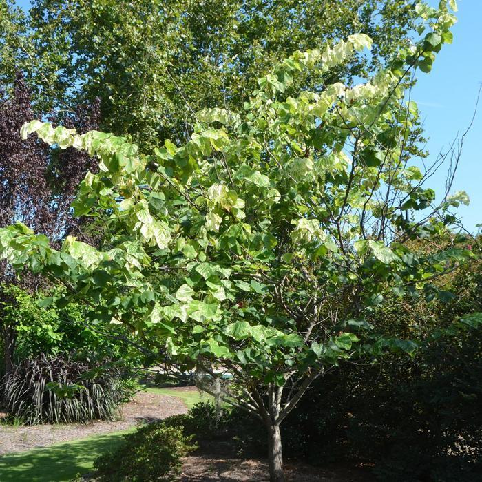 Cercis Canadensis Alley Cat Single Stem - View 5 from www redcrocus com