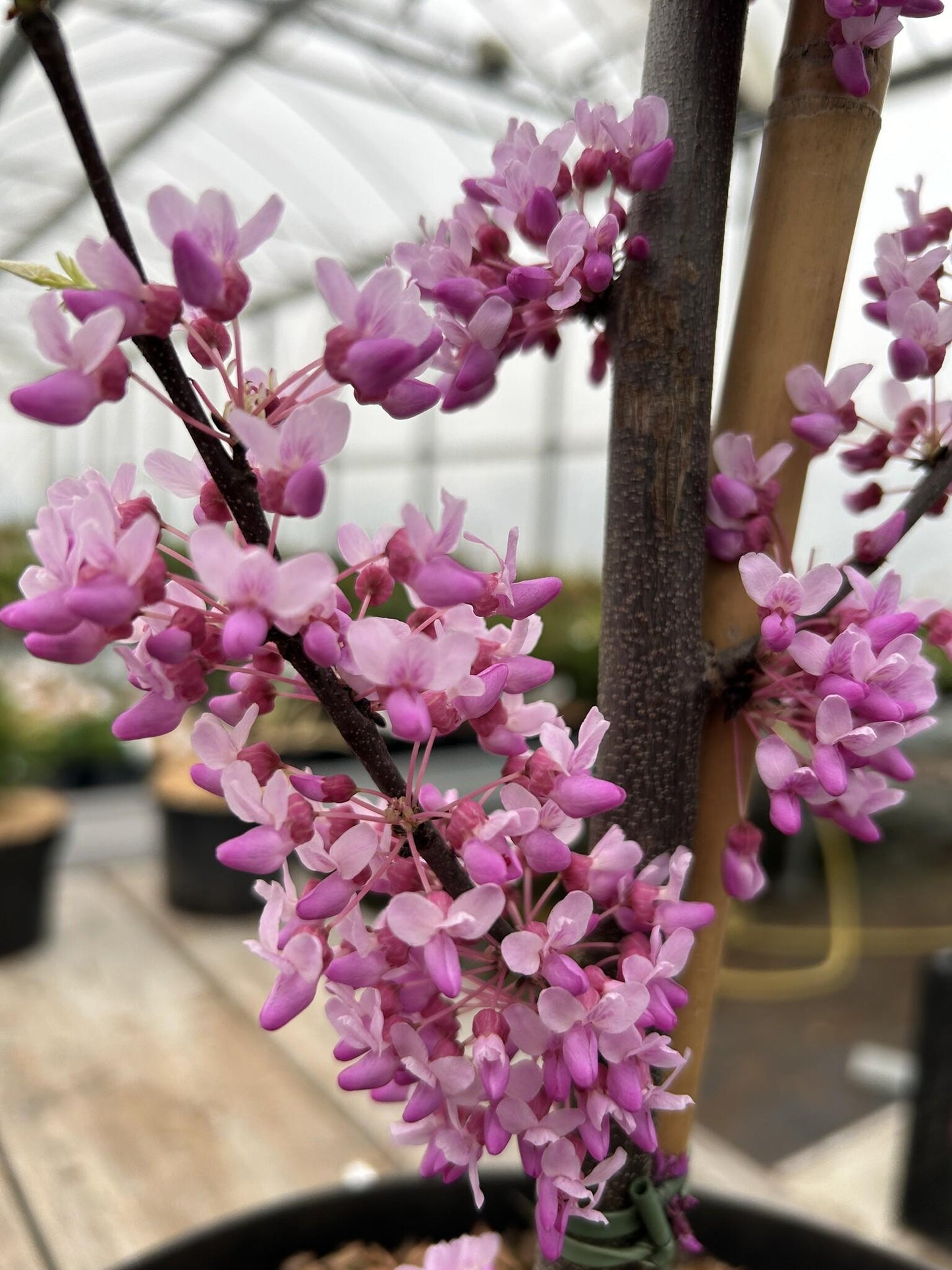 Cercis Canadensis Alley Cat Single Stem - View 6 from www redcrocus com