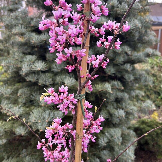 Cercis Canadensis Alley Cat Single Stem - View 7 from www redcrocus com