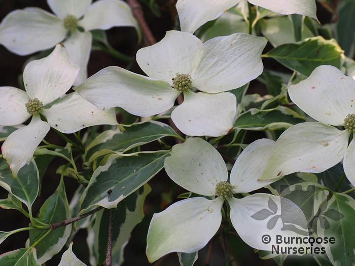Cornus Kousa Wolf Eyes Single Stem - View 6 from www redcrocus com