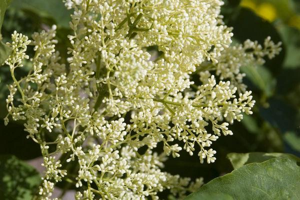 Syringa Reticulata Snowdance - View 10 from www redcrocus com