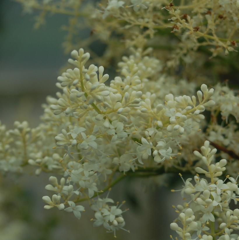 Syringa Reticulata Snowdance - View 11 from www redcrocus com