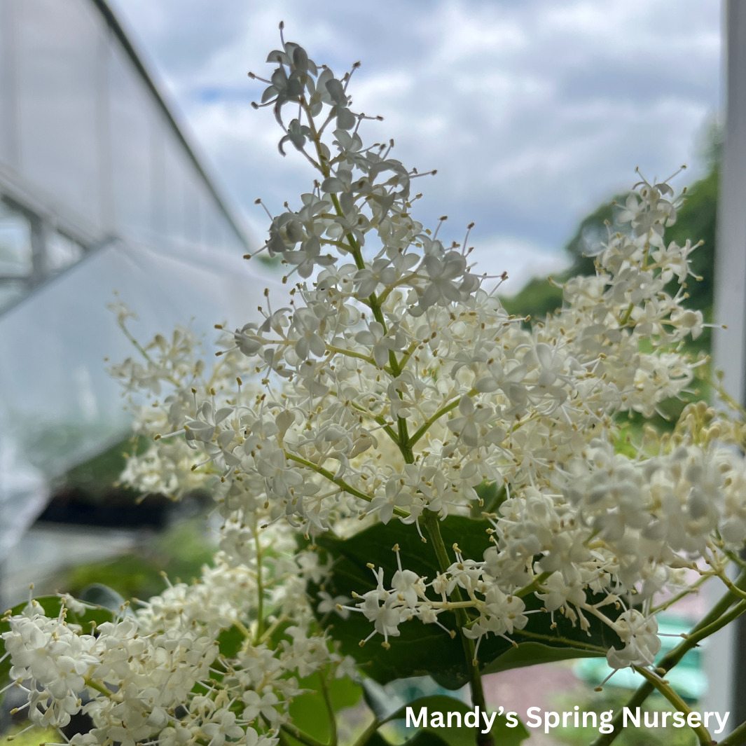 Syringa Reticulata Snowdance - View 12 from www redcrocus com