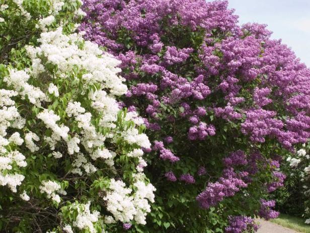 Syringa Reticulata Snowdance - View 12 from www redcrocus com