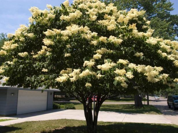 Syringa Reticulata Snowdance - View 13 from www redcrocus com