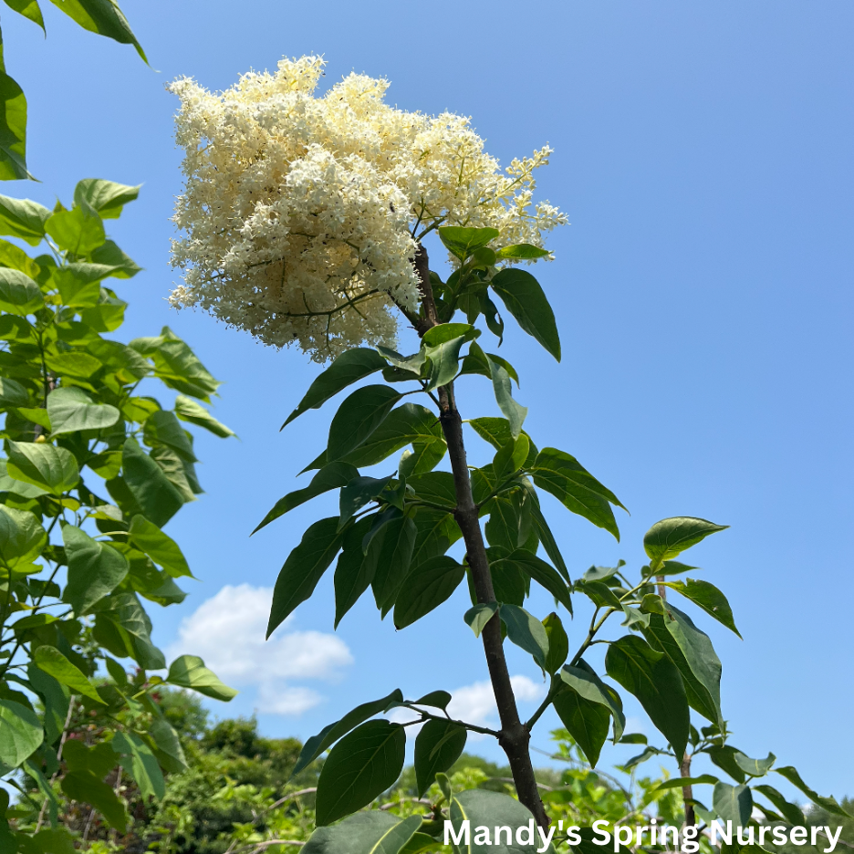 Syringa Reticulata Snowdance - View 13 from www redcrocus com