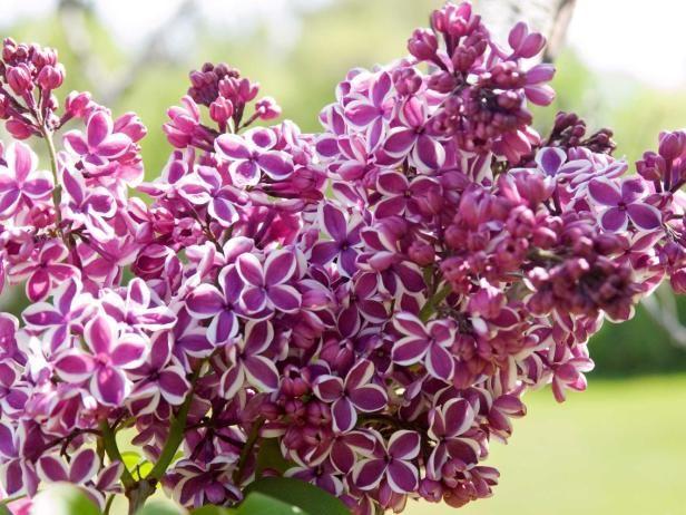 Syringa Reticulata Snowdance - View 17 from www redcrocus com