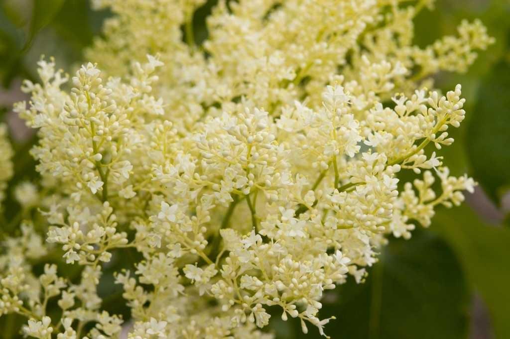 Syringa Reticulata Snowdance - View 3 from www redcrocus com