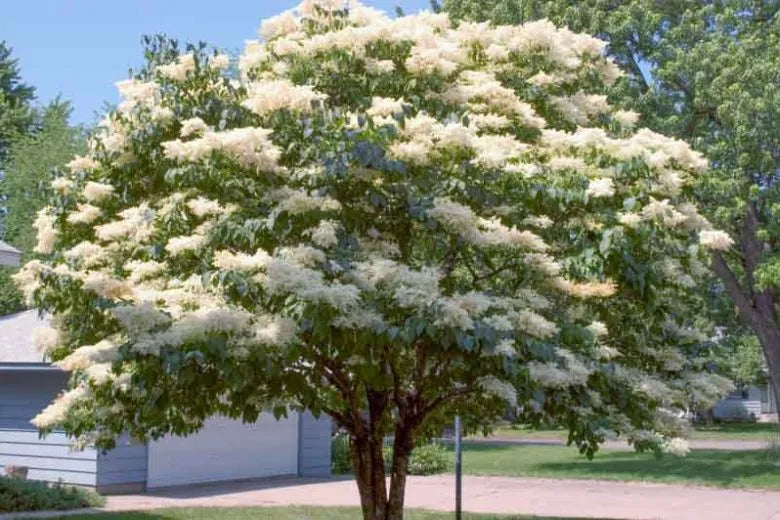 Syringa Reticulata Snowdance - View 3 from www redcrocus com
