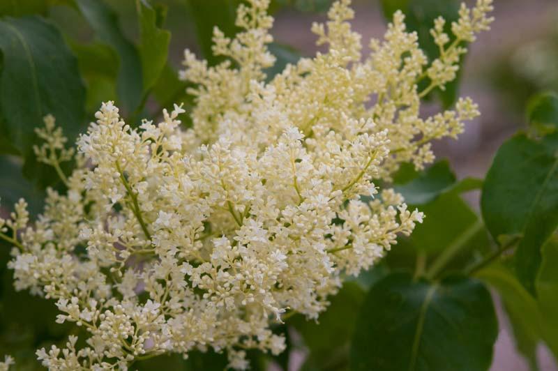 Syringa Reticulata Snowdance - View 4 from www redcrocus com