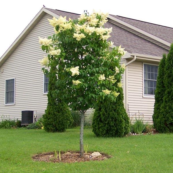 Syringa Reticulata Snowdance - View 5 from www redcrocus com