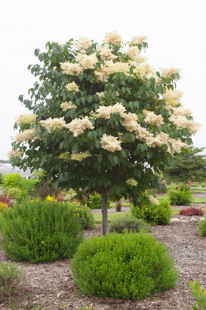 Syringa Reticulata Snowdance - View 6 from www redcrocus com