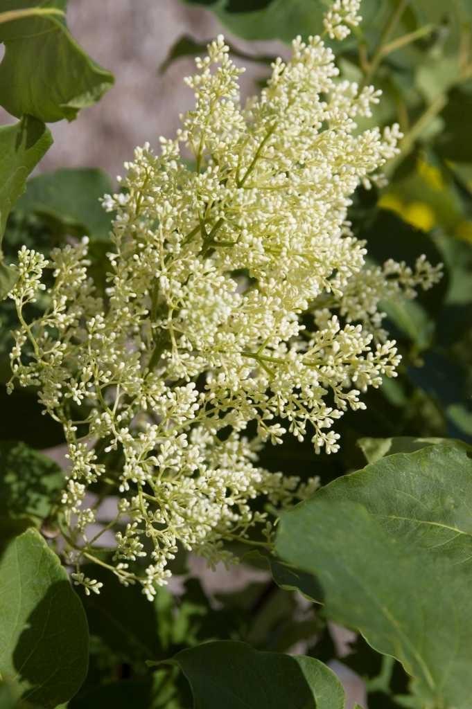Syringa Reticulata Snowdance - View 7 from www redcrocus com