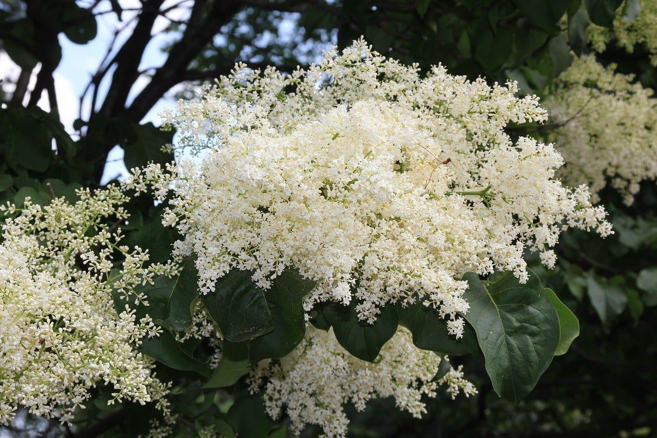 Syringa Reticulata Snowdance - View 8 from www redcrocus com