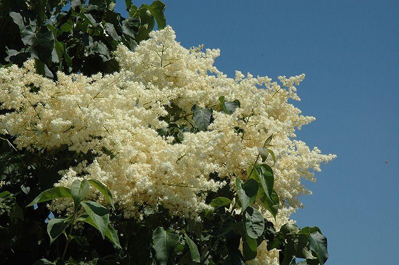Syringa Reticulata Snowdance - View 9 from www redcrocus com