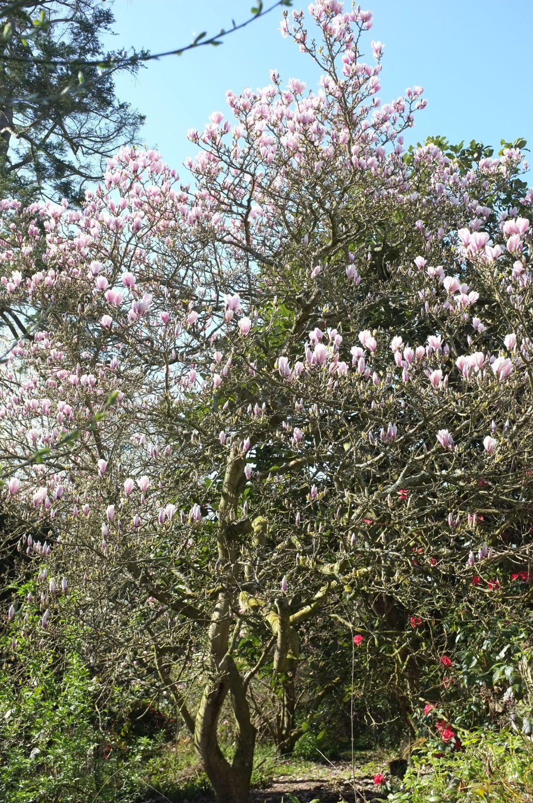 Magnolia Soulangeana Verbanica Multi Stem - View 10 from www redcrocus com