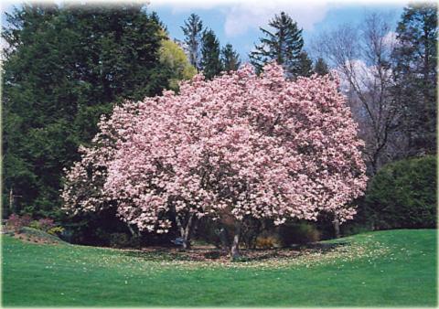 Magnolia Soulangeana Verbanica Multi Stem - View 12 from www redcrocus com