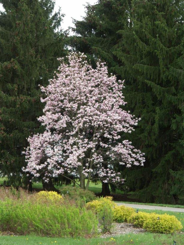 Magnolia Soulangeana Verbanica Multi Stem - View 14 from www redcrocus com