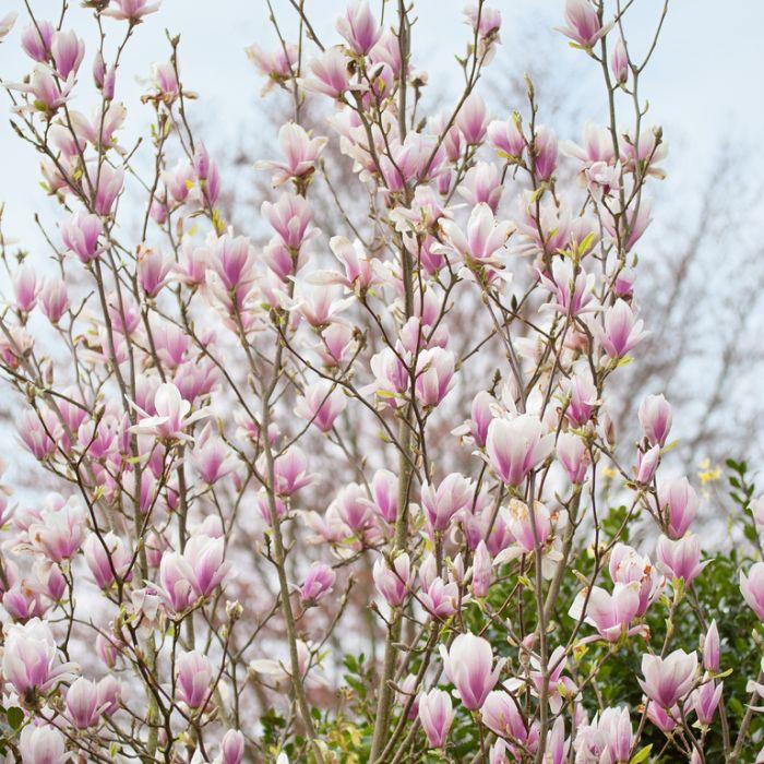 Magnolia Soulangeana Verbanica Multi Stem - View 16 from www redcrocus com