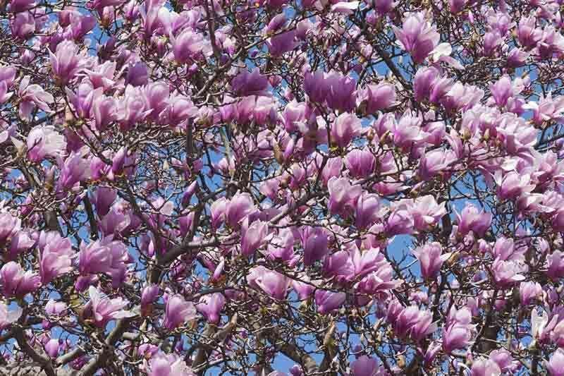Magnolia Soulangeana Verbanica Multi Stem - View 3 from www redcrocus com