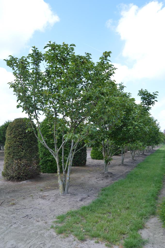 Magnolia Soulangeana Verbanica Multi Stem - View 4 from www redcrocus com