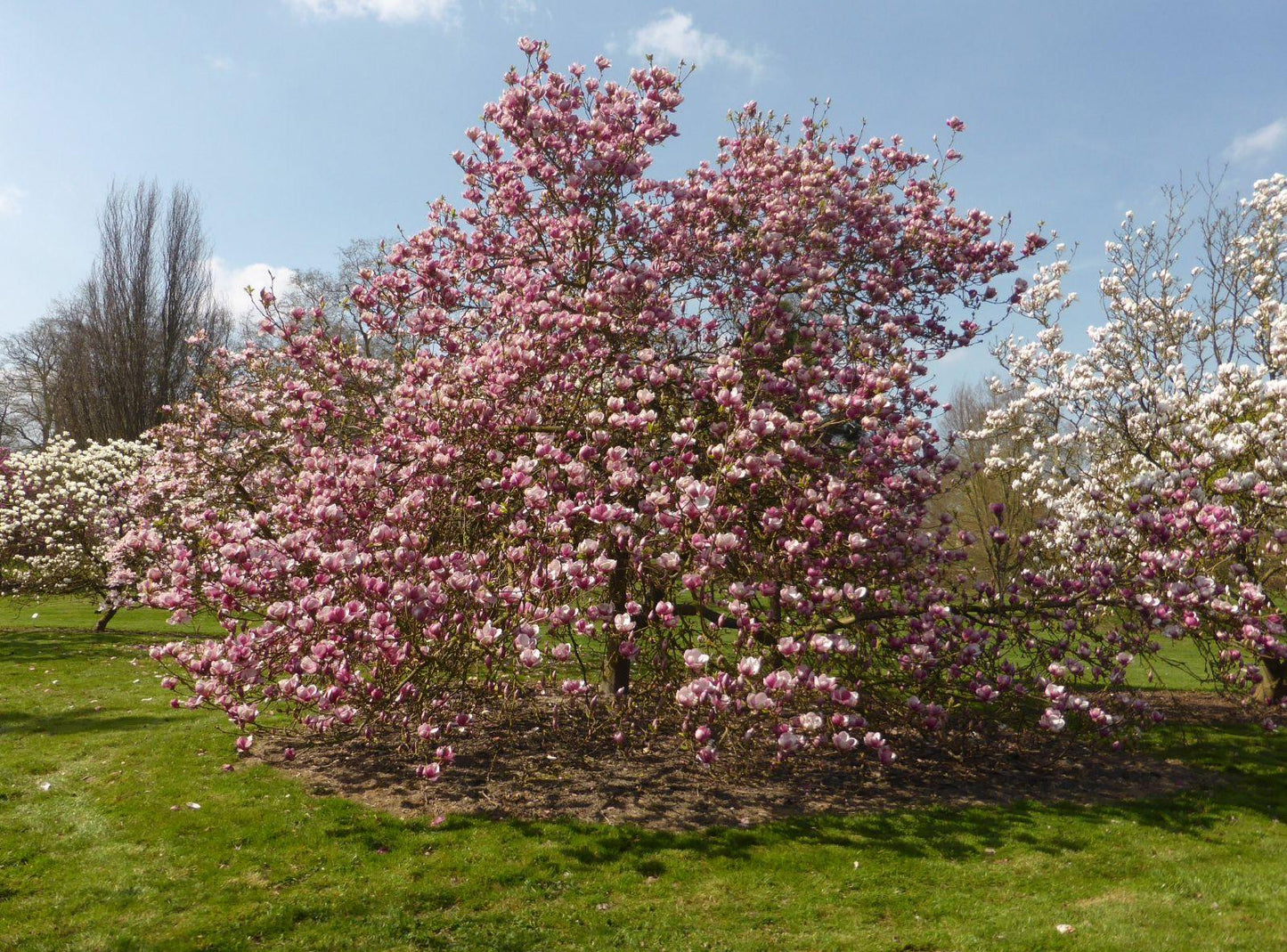 Magnolia Soulangeana Verbanica Multi Stem - View 5 from www redcrocus com