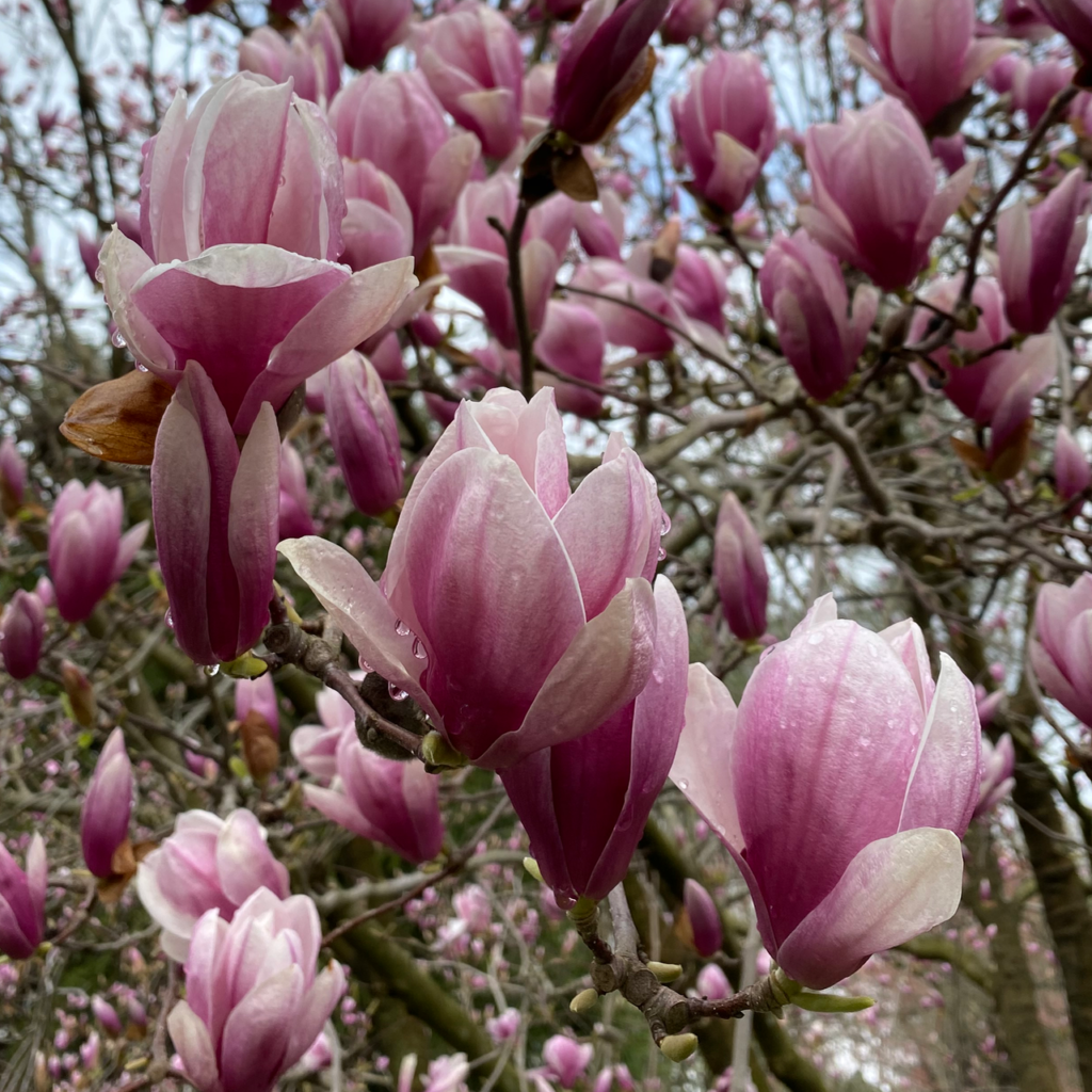 Magnolia Soulangeana Verbanica Multi Stem - View 6 from www redcrocus com